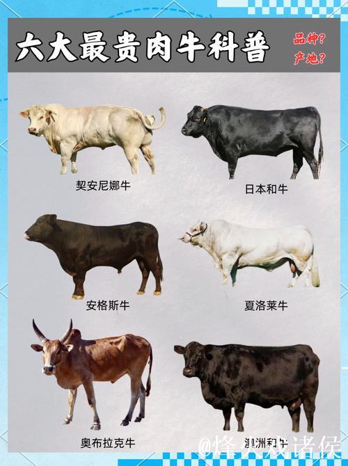 探索亚洲国产精品牛在线精彩世界 探索亚洲国产精品牛在线精彩世界