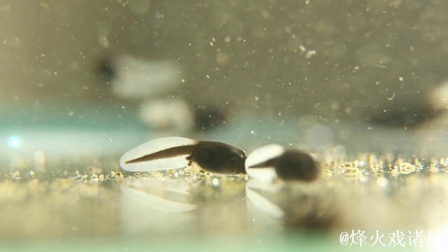 蝌蚪视频窝在线 蝌蚪视频窝在线