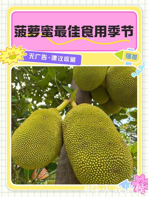 在线看菠萝蜜视频：无限畅享精彩内容